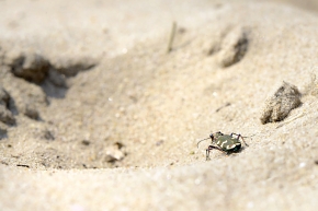 basterdzandloopkever (cicindela hybrida) 5-2023 7931